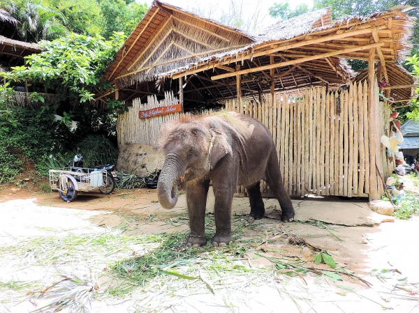 Zdjęcie z Tajlandii - Elephant Trekking