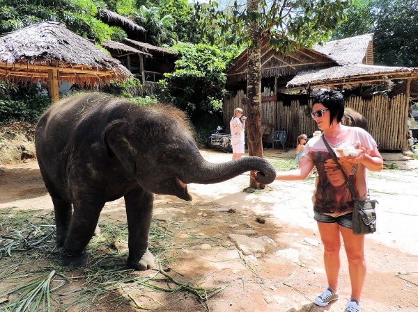 Zdjęcie z Tajlandii - Elephant Trekking