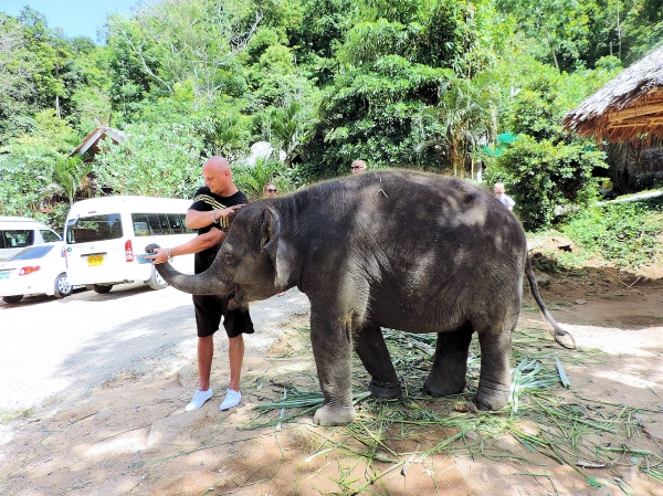 Zdjęcie z Tajlandii - Elephant Trekking
