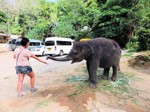 Zdjęcie z Tajlandii - Elephant Trekking