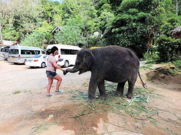 Zdjęcie z Tajlandii - Elephant Trekking