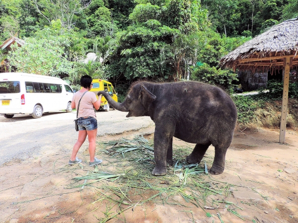 Zdjęcie z Tajlandii - Elephant Trekking