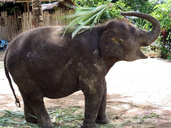 Zdjęcie z Tajlandii - Elephant Trekking