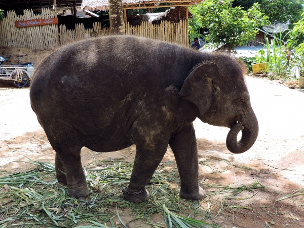 Zdjęcie z Tajlandii - Elephant Trekking