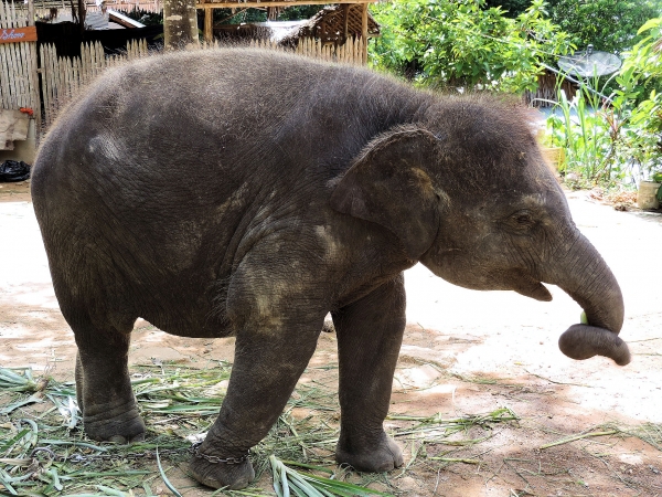 Zdjęcie z Tajlandii - Elephant Trekking