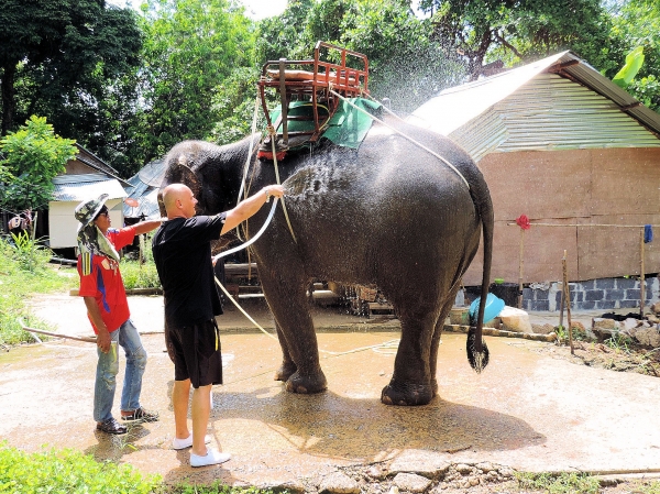 Zdjęcie z Tajlandii - Elephant Trekking