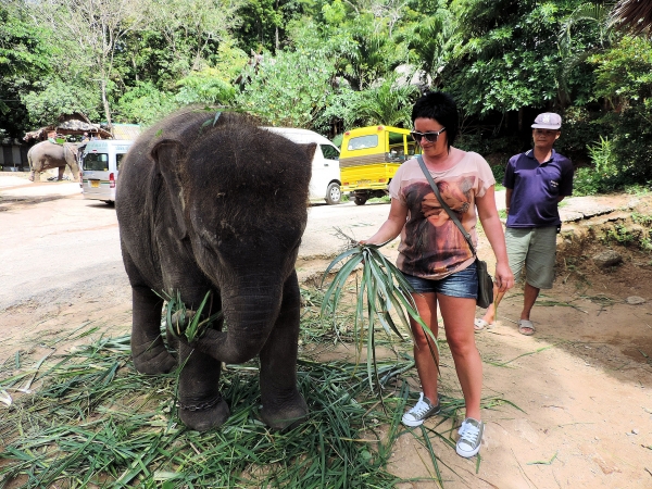 Zdjęcie z Tajlandii - Elephant Trekking