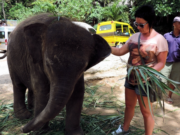 Zdjęcie z Tajlandii - Elephant Trekking