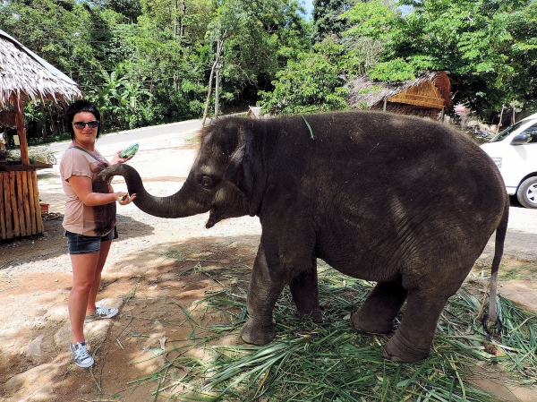Zdjęcie z Tajlandii - Elephant Trekking