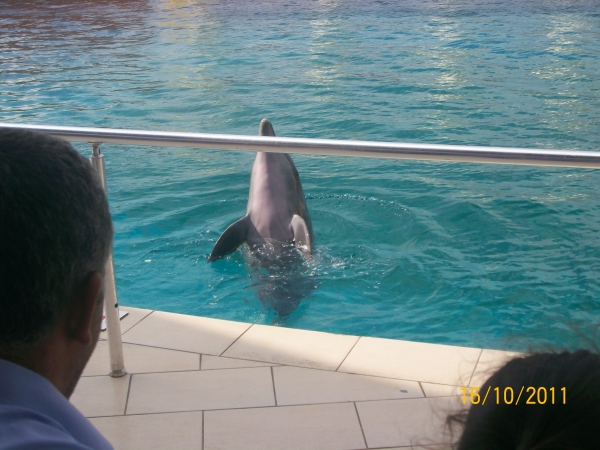 Zdjęcie z Turcji - delfinarium