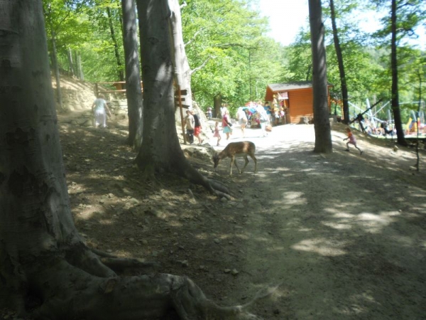 Zdjęcie z Polski - Leśny park niespodzianek