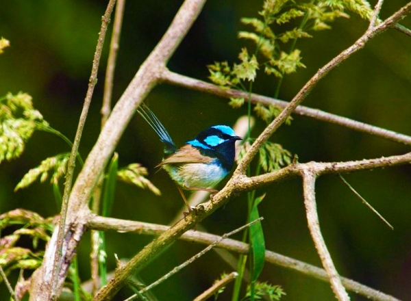 Zdjęcie z Australii - Blue wren