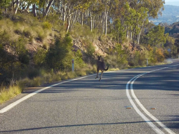 Zdjęcie z Australii - Nie wolno ignorowac