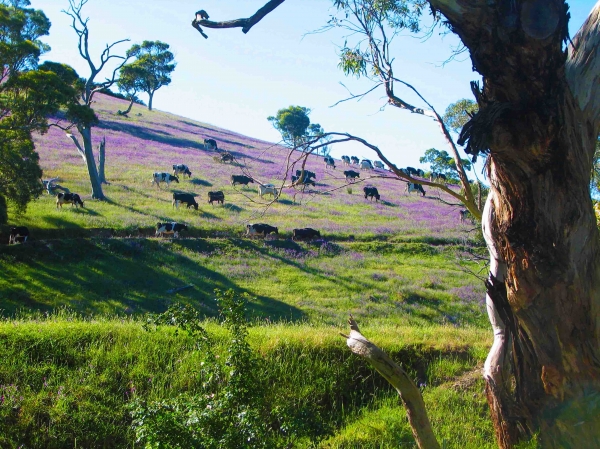Zdjęcie z Australii - Kwitnaca laka