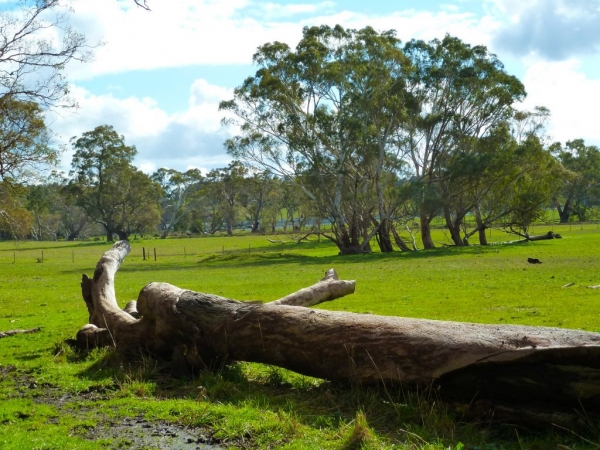 Zdjęcie z Australii - Okolice Meadows
