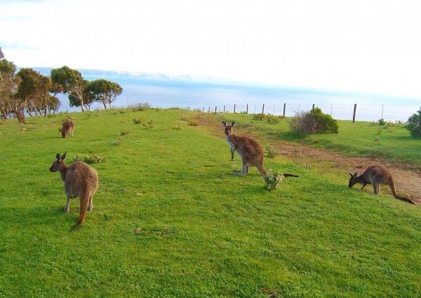 Zdjęcie z Australii - 