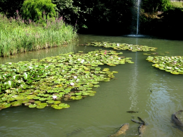 Zdjęcie z Niemiec - Mainau