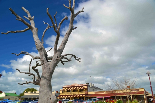 Zdjęcie z Australii - Strathalbyn