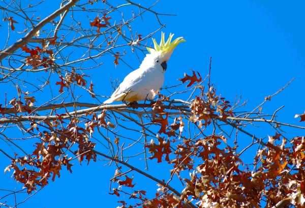Zdjęcie z Australii - Kakadu na debie