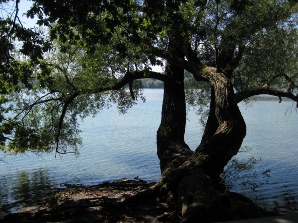 Zdjęcie z Niemiec - Mainau