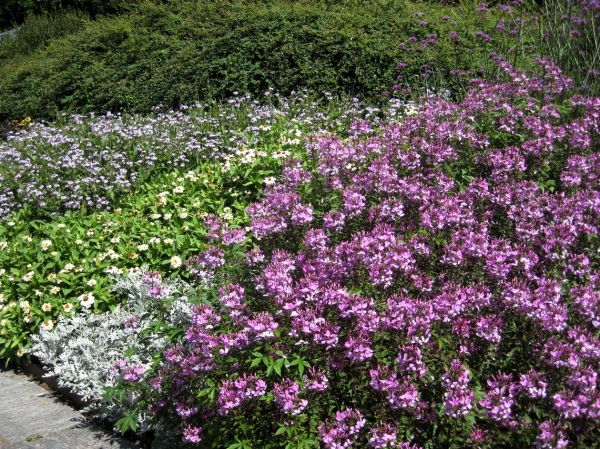 Zdjęcie z Niemiec - Mainau
