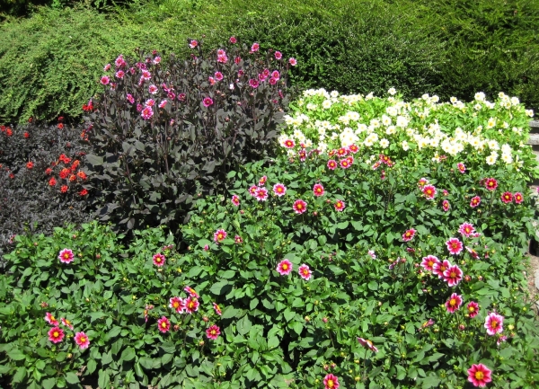 Zdjęcie z Niemiec - Mainau