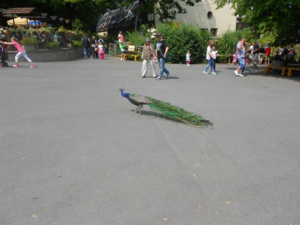 Zdjęcie z Czech - Zoo Ostrava