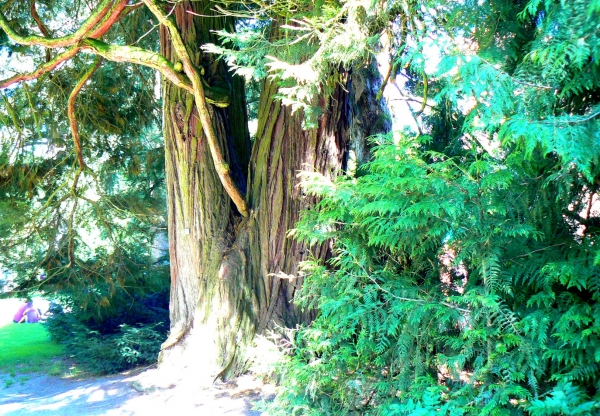Zdjęcie z Niemiec - Mainau