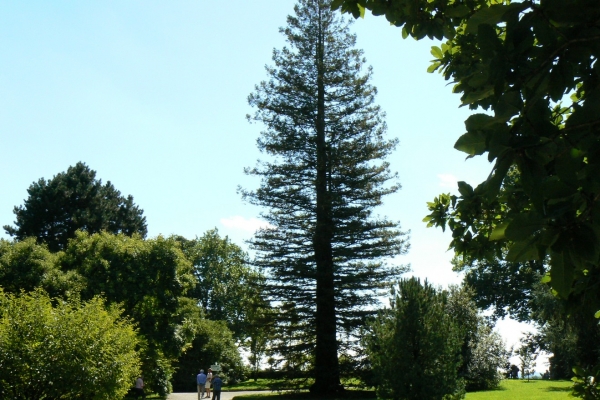 Zdjęcie z Niemiec - Mainau