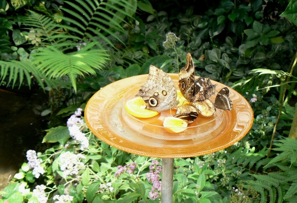 Zdjęcie z Niemiec - Mainau - pawilon motyli