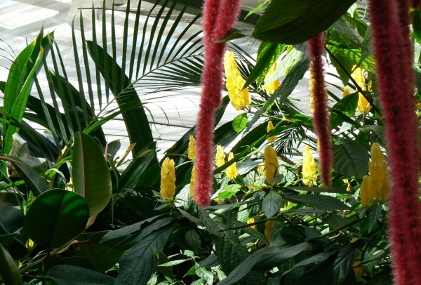 Zdjęcie z Niemiec - Mainau - pawilon motyli