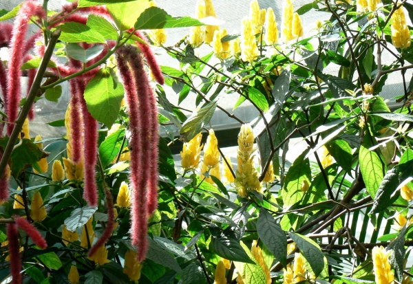 Zdjęcie z Niemiec - Mainau - pawilon motyli