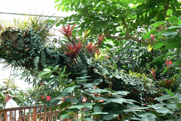 Zdjęcie z Niemiec - Mainau - pawilon motyli