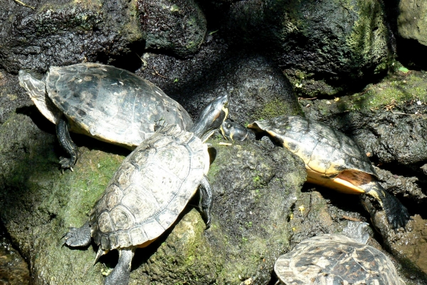 Zdjęcie z Niemiec - Mainau - pawilon motyli