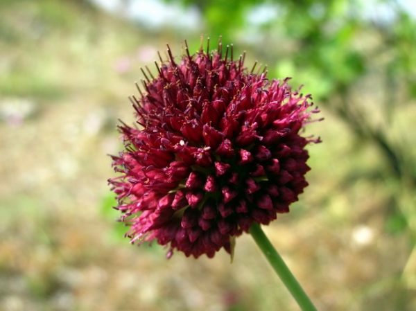 Zdjęcie z Macedonii - Flora Matki.