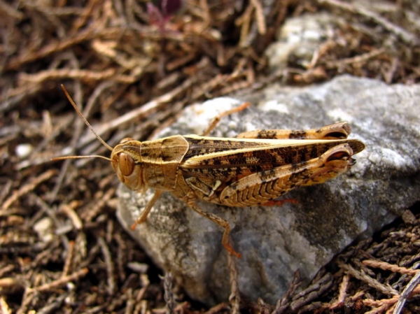 Zdjęcie z Macedonii - Fauna Matki.