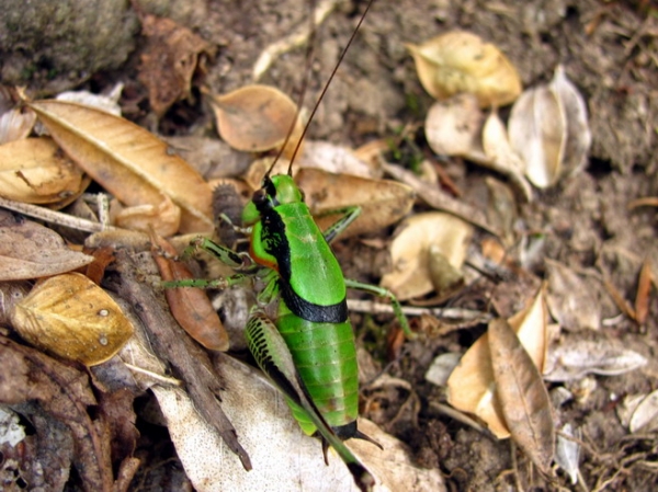 Zdjęcie z Macedonii - Fauna Matki 2.