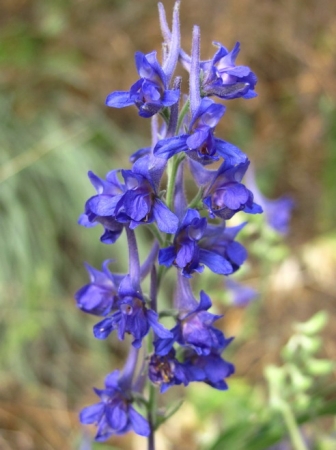 Zdjęcie z Macedonii - Flora Matki 2.