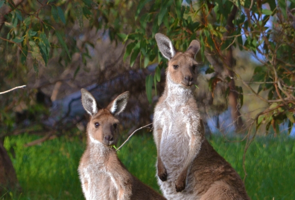 Zdjęcie z Australii - Nie moglismy sie 