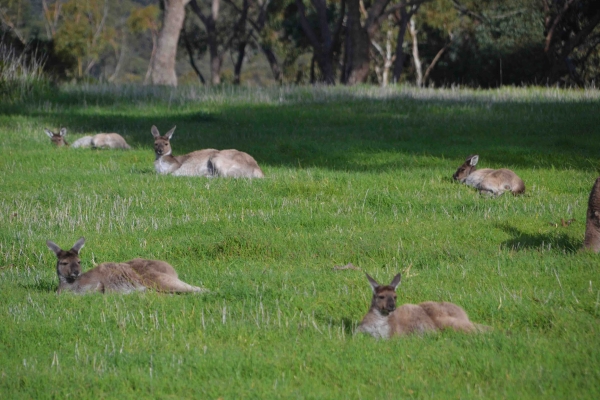 Zdjęcie z Australii - Popoludniowa sjesta :)