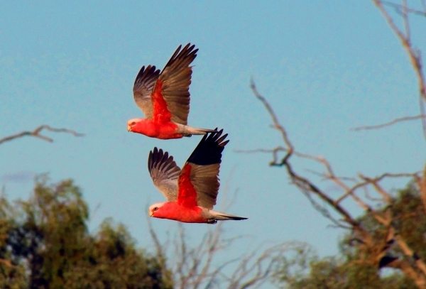 Zdjęcie z Australii - Kakadu rozowe w locie