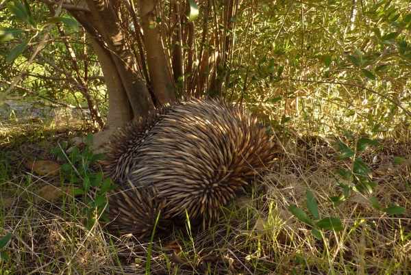 Zdjęcie z Australii - Echidna czyli kolczatka