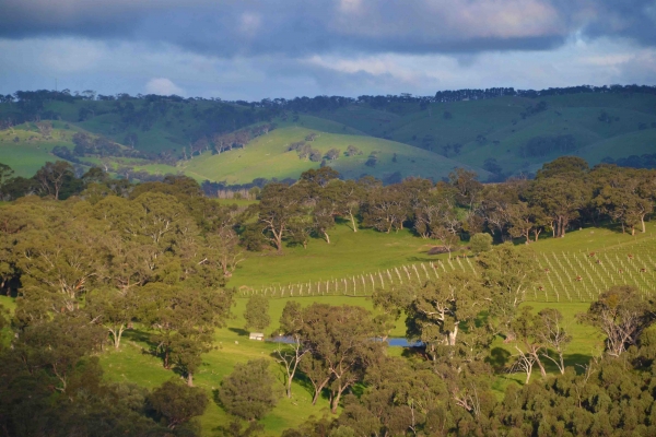 Zdjecie - Australia - Penny's Hill