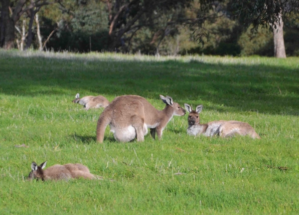 Zdjęcie z Australii - W torbie stojacej samicy
