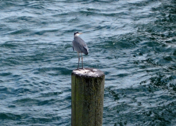 Zdjęcie z Niemiec - Konstanz