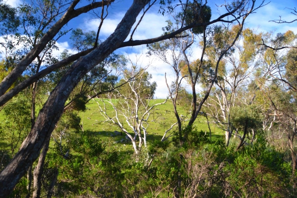 Zdjecie - Australia - Bakers Gully