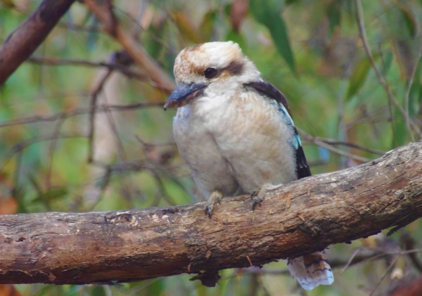 Zdjęcie z Australii - Drapiezna Kookaburra