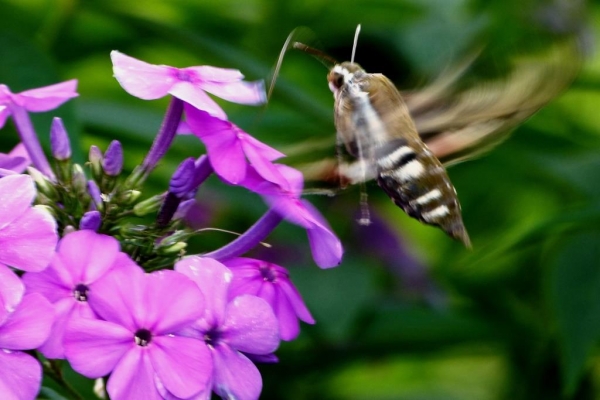 Zdjęcie z Polski - nektar floksów