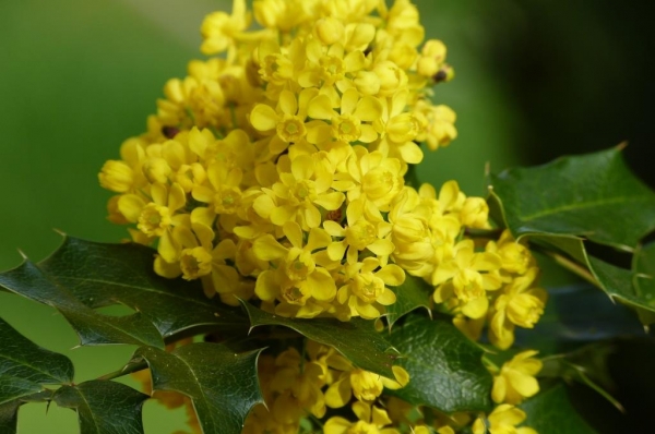 Zdjęcie z Polski - mahonia