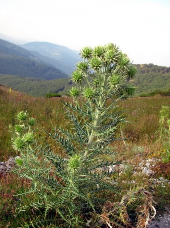 Zdjęcie z Macedonii - Mawrowo NP.